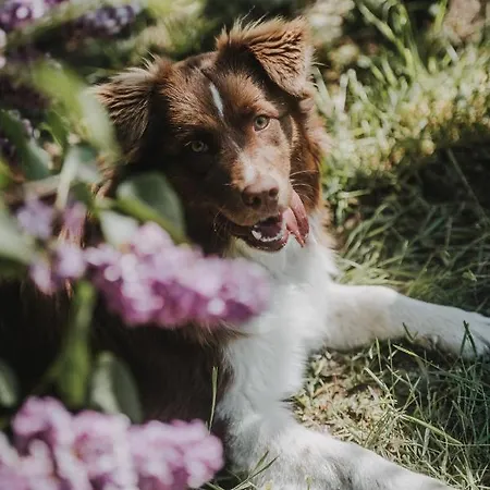 Pferdeidylle Direkt Neben Berlin In *