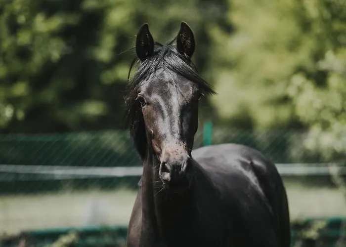 Pferdeidylle Direkt Neben Berlin In Dallgow-Doeberitz