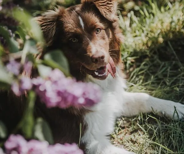 Pferdeidylle Direkt Neben Berlin In *