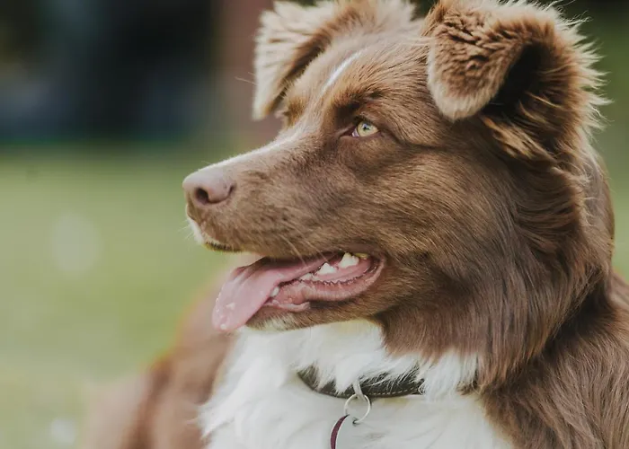 Pferdeidylle Direkt Neben Berlin In *