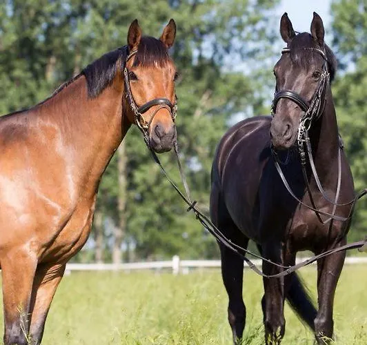 Pferdeidylle Direkt Neben Berlin In